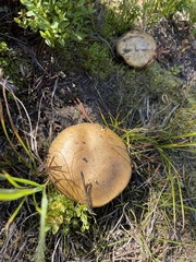 Suillus tomentosus