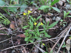Brassicaceae