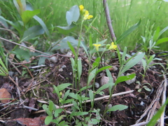 Brassicaceae