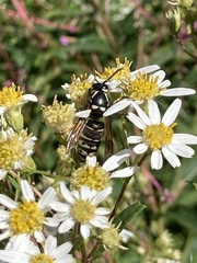 Vespula consobrina
