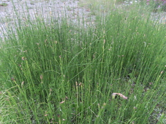 Equisetum
