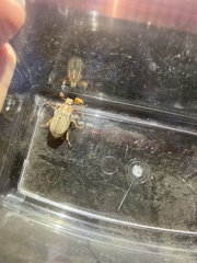 Polyphylla decemlineata