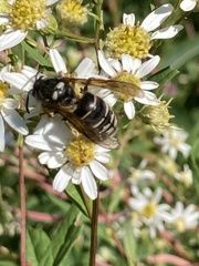 Vespula consobrina