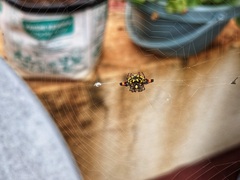 Gasteracantha geminata