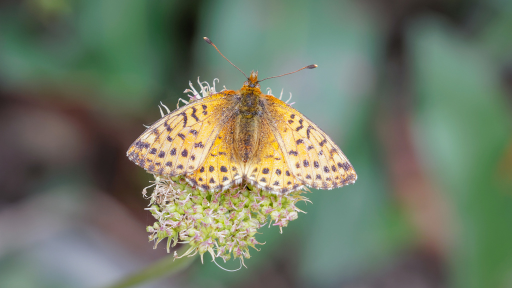 Boloria sifanica