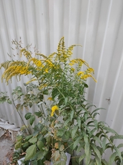 Solidago canadensis