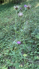 Cirsium vulgare