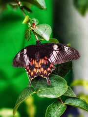 Papilio polytes