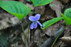 Viola vaginata