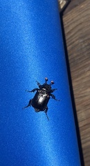 Nicrophorus nigrita