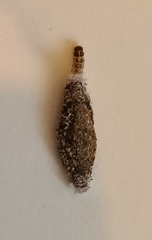 Phereoeca