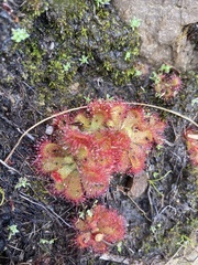 Drosera trinervia