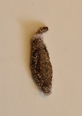 Phereoeca