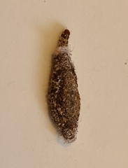 Phereoeca