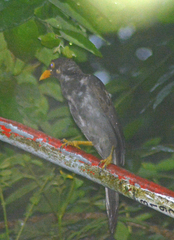 Psilorhinus morio