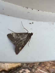 Pyrausta purpuralis