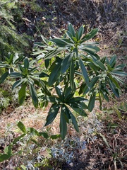 Daphne laureola