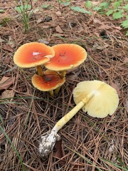 Amanita jacksonii