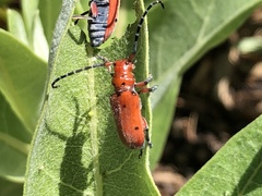 Tetraopes femoratus