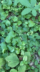 Lysimachia nummularia