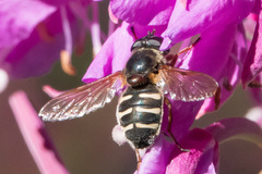Sericomyia