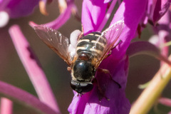 Sericomyia