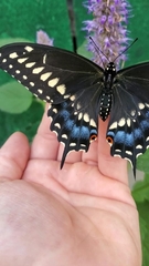 Papilio polyxenes