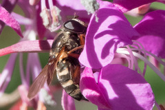 Sericomyia