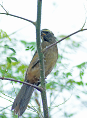Saltator grandis