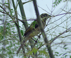 Saltator grandis