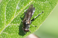 Chalcosyrphus