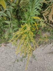 Solidago canadensis