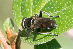 Chalcosyrphus