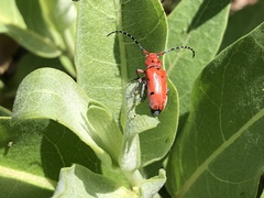 Tetraopes femoratus