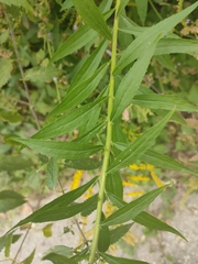 Solidago canadensis
