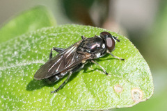 Chalcosyrphus
