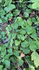 Lysimachia nummularia