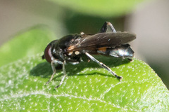 Chalcosyrphus