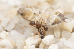 Tetramorium tsushimae