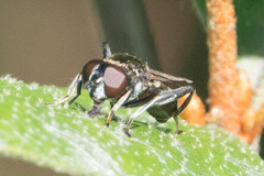 Chalcosyrphus