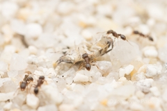 Tetramorium tsushimae