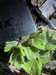 Oxychilus draparnaudi