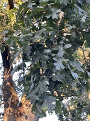 Quercus lobata