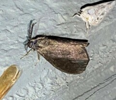 Cryptothelea gloverii