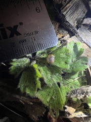 Oxychilus draparnaudi