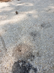 Tetramorium tsushimae