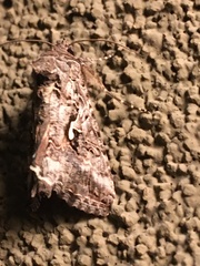 Trichoplusia ni