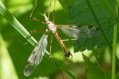 Tipulomorpha