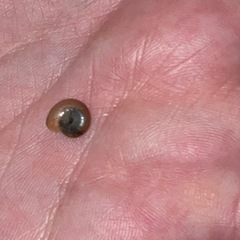 Aegopinella nitidula