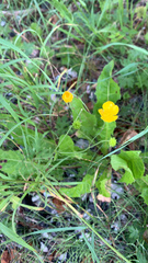 Ranunculus bulbosus